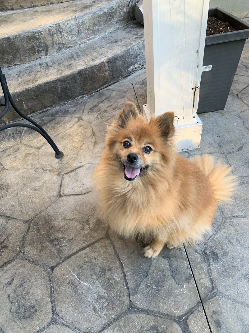 GiGi the Pomeranian sitting on a stone patio