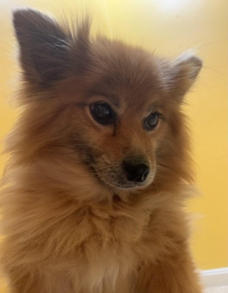 GiGi the Pomeranian portrait