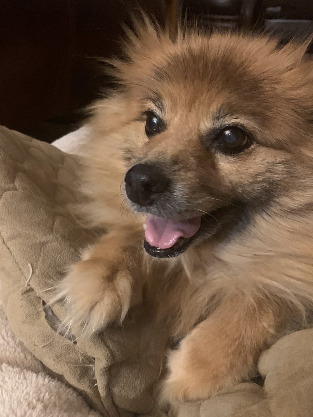 GiGi the Pomeranian close-up, smiling